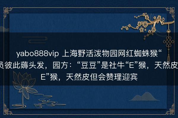 yabo888vip 上海野活泼物园网红蜘蛛猴“豆豆”与饲养员彼此薅头发，园方：“豆豆”是社牛“E”猴，天然皮但会赞理迎宾